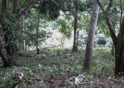 Terreno con árboles 1