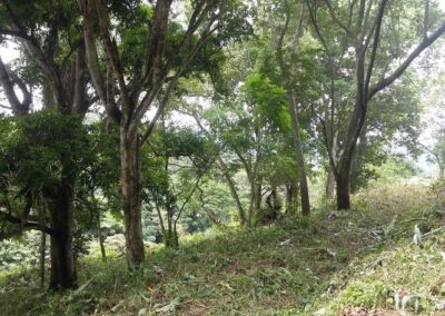 Terreno con árboles 2