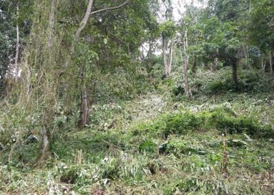 Terreno con árboles 3