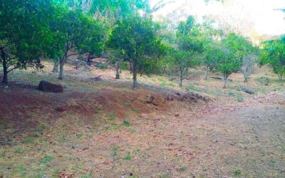 2124m2 in La Presa Atenas