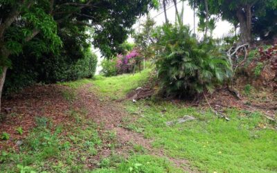 Altos de Naranjo, Atenas