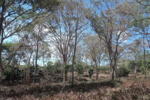 Bosque 1 - Quintas en Morazán