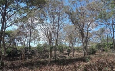 Quintas in Morazán Atenas