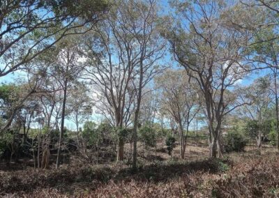 Bosque 1 - Quintas en Morazán