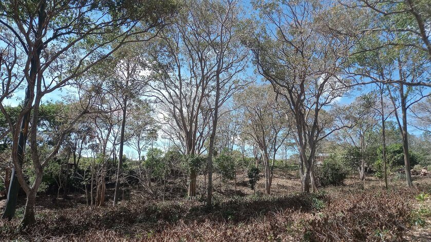 Bosque 1 - Quintas en Morazán