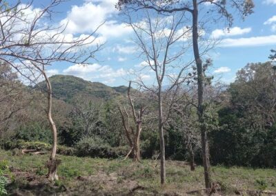 Bosque 2 - Quintas en Morazán