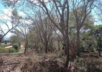 Bosque 4 - Quintas en Morazán